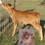 jersey cow 5